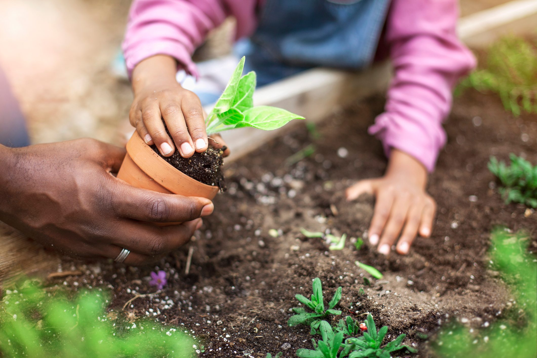 close up of father and daughter gardening and planting