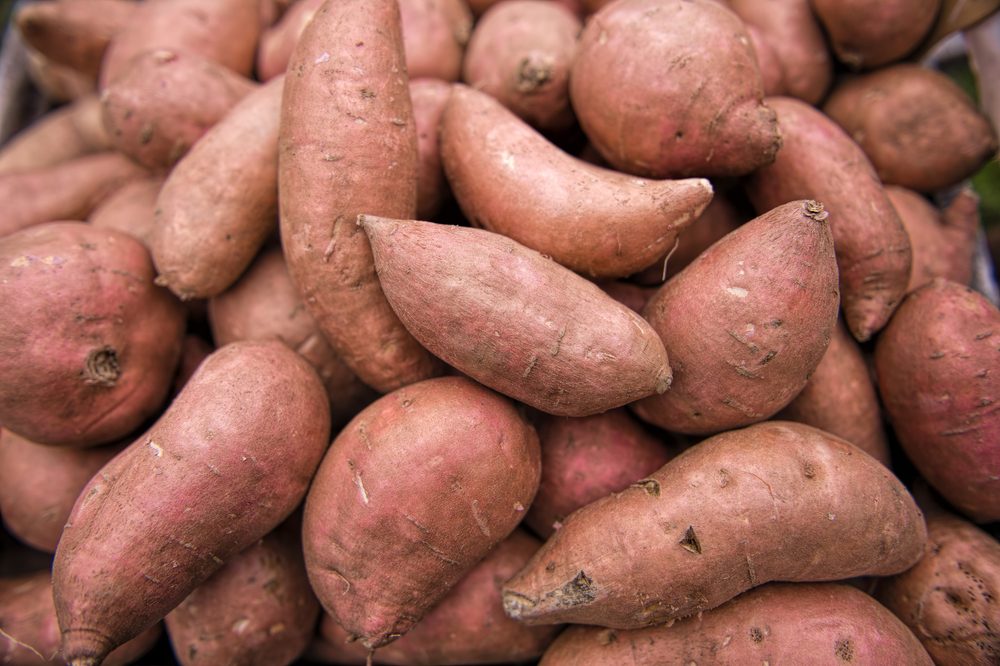 Louisiana Beauregard Sweet Potatoes