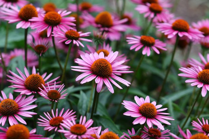  Echinacea 