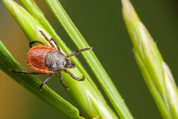 tick on a blade of grass