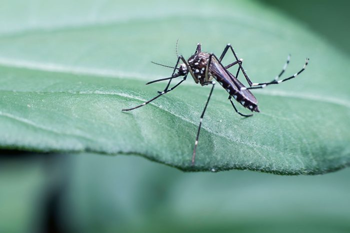 mosquito sitting on green leaf