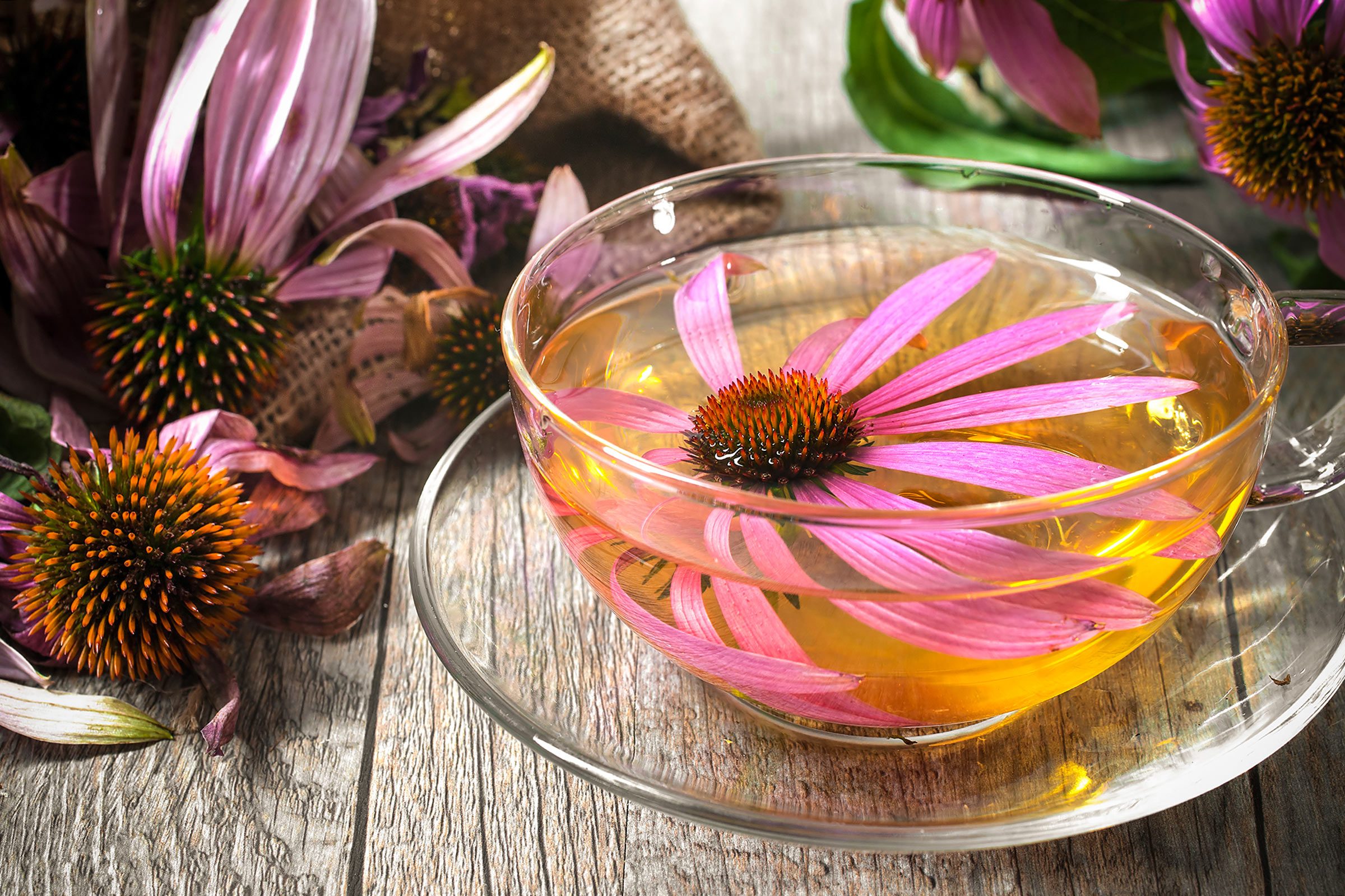 echinacea blossoms and tea in glass cup and saucer