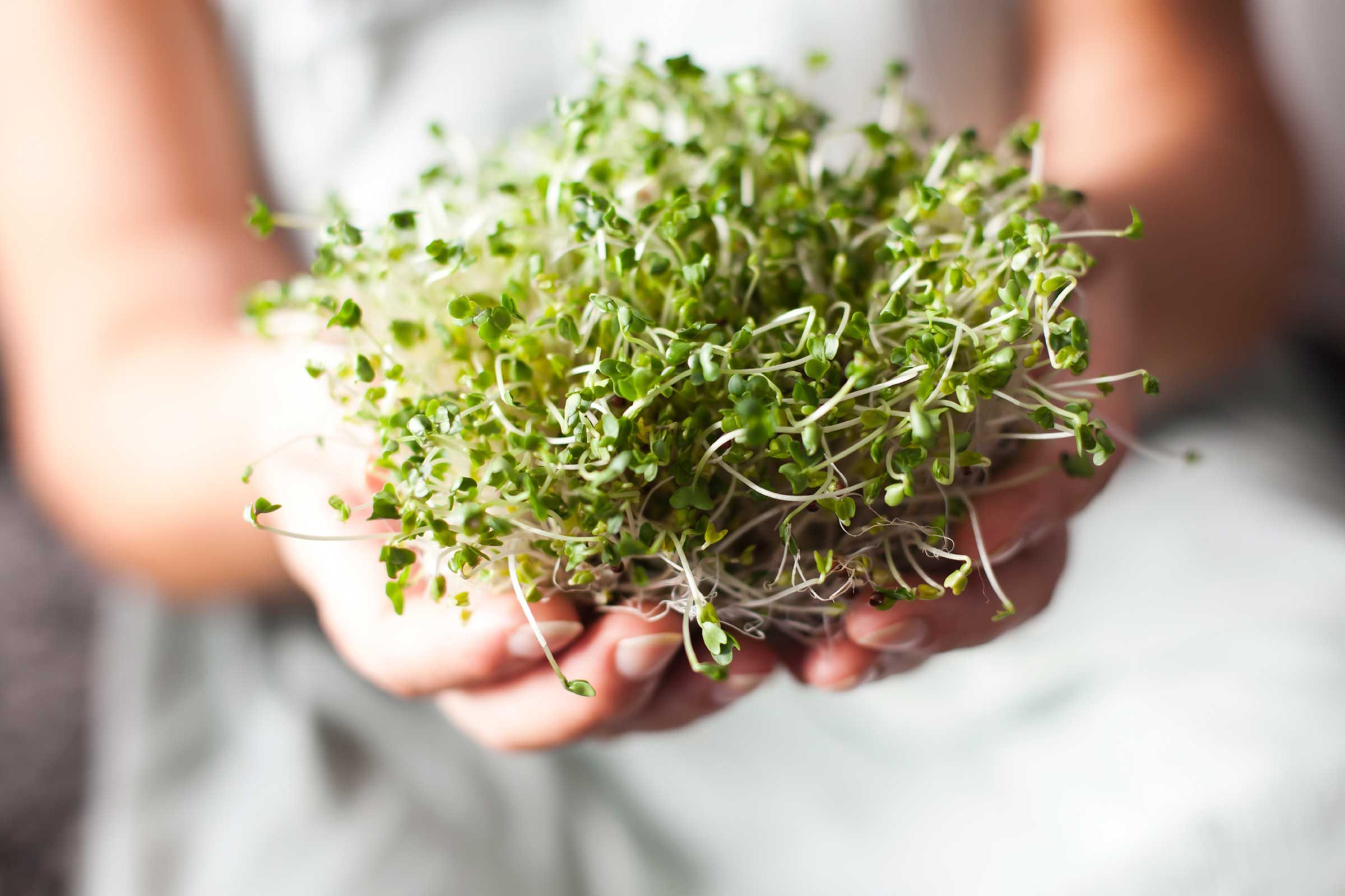 alfalfa sprouts