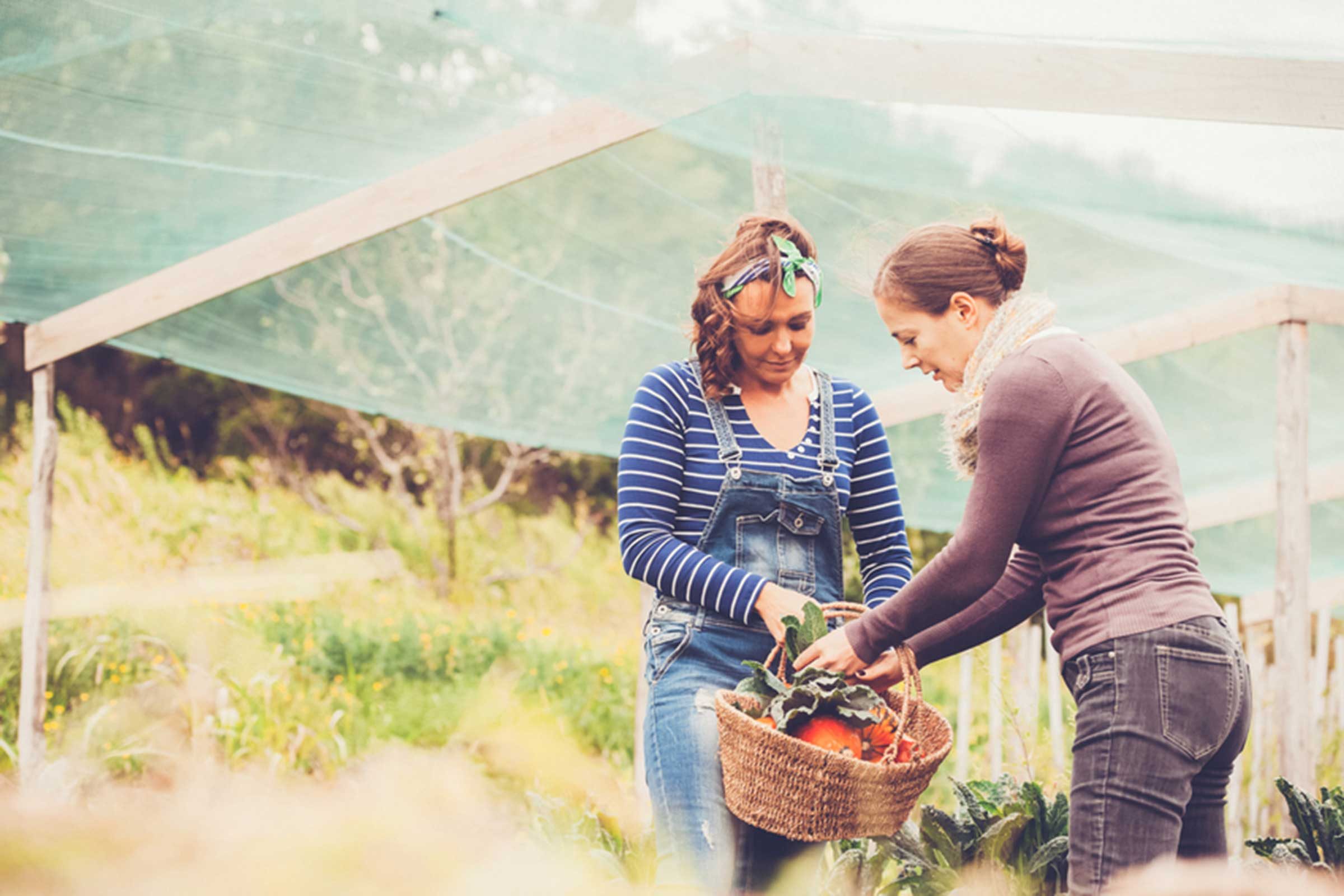 Woman putting produce into a basket