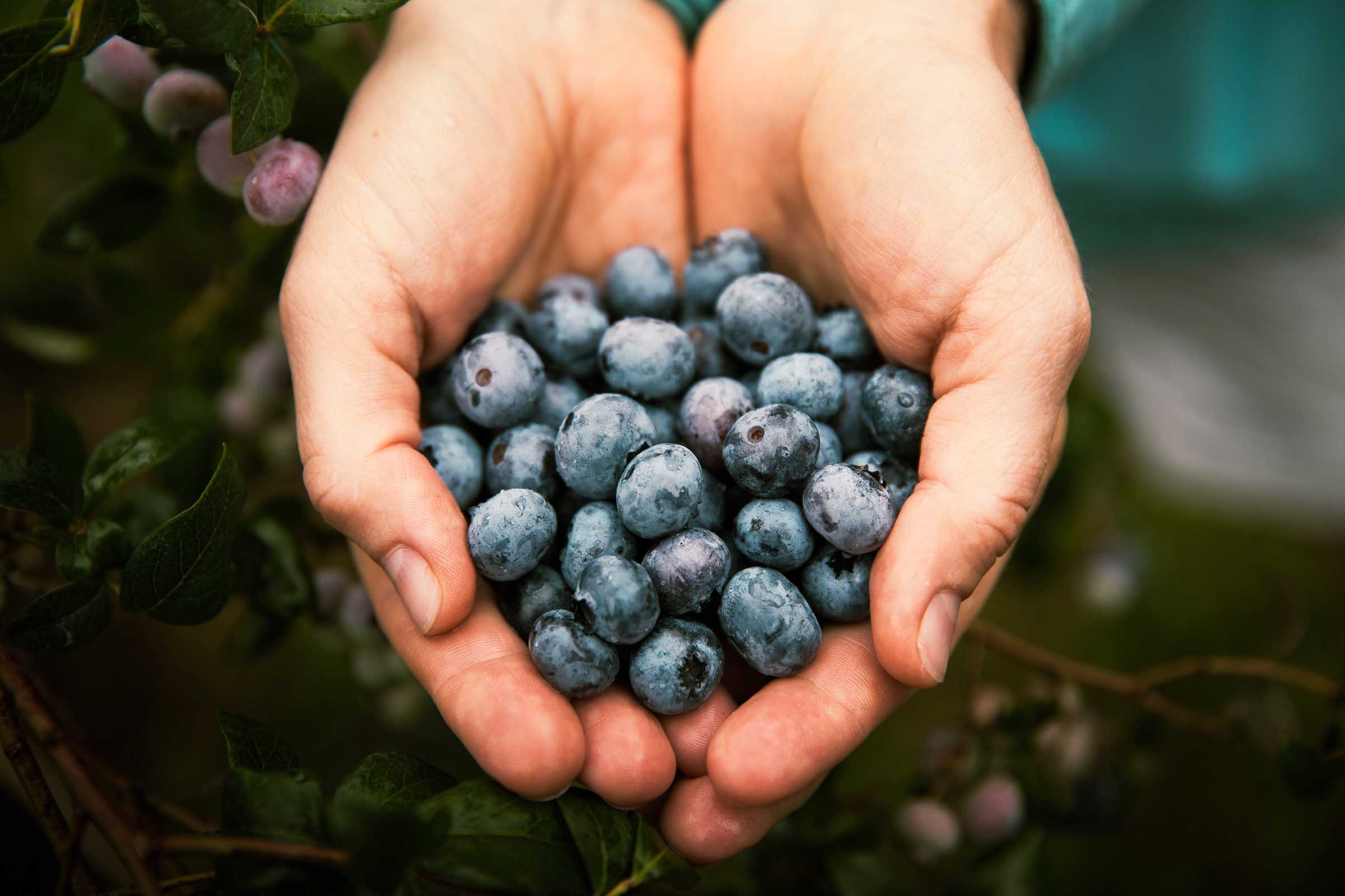 handful of blueberries