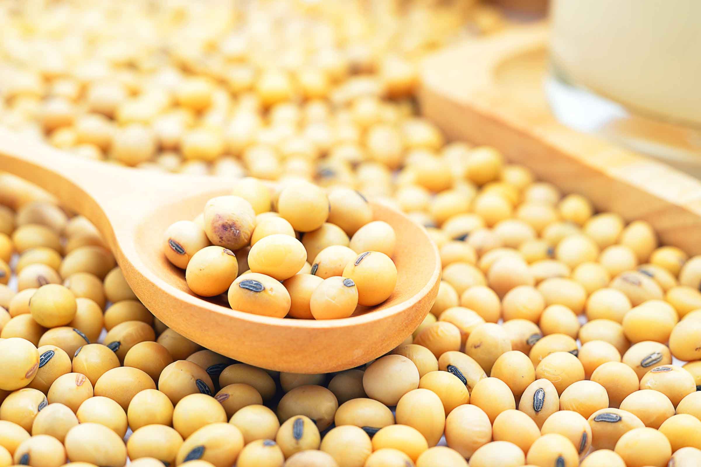 dried soy beans with a wooden spoonful