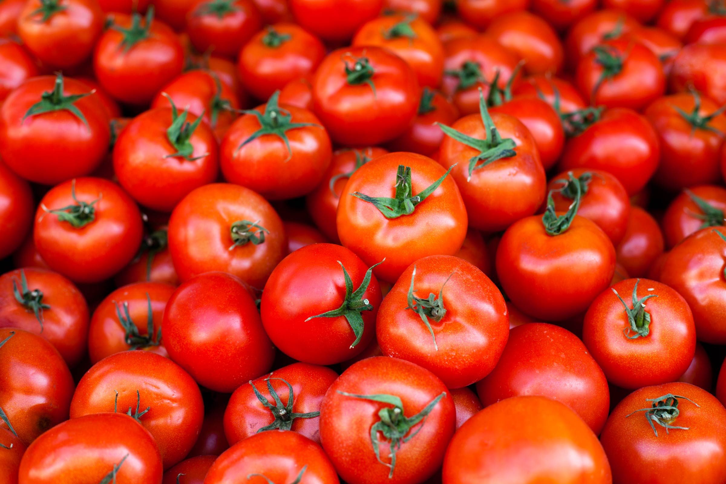 bright red tomatoes