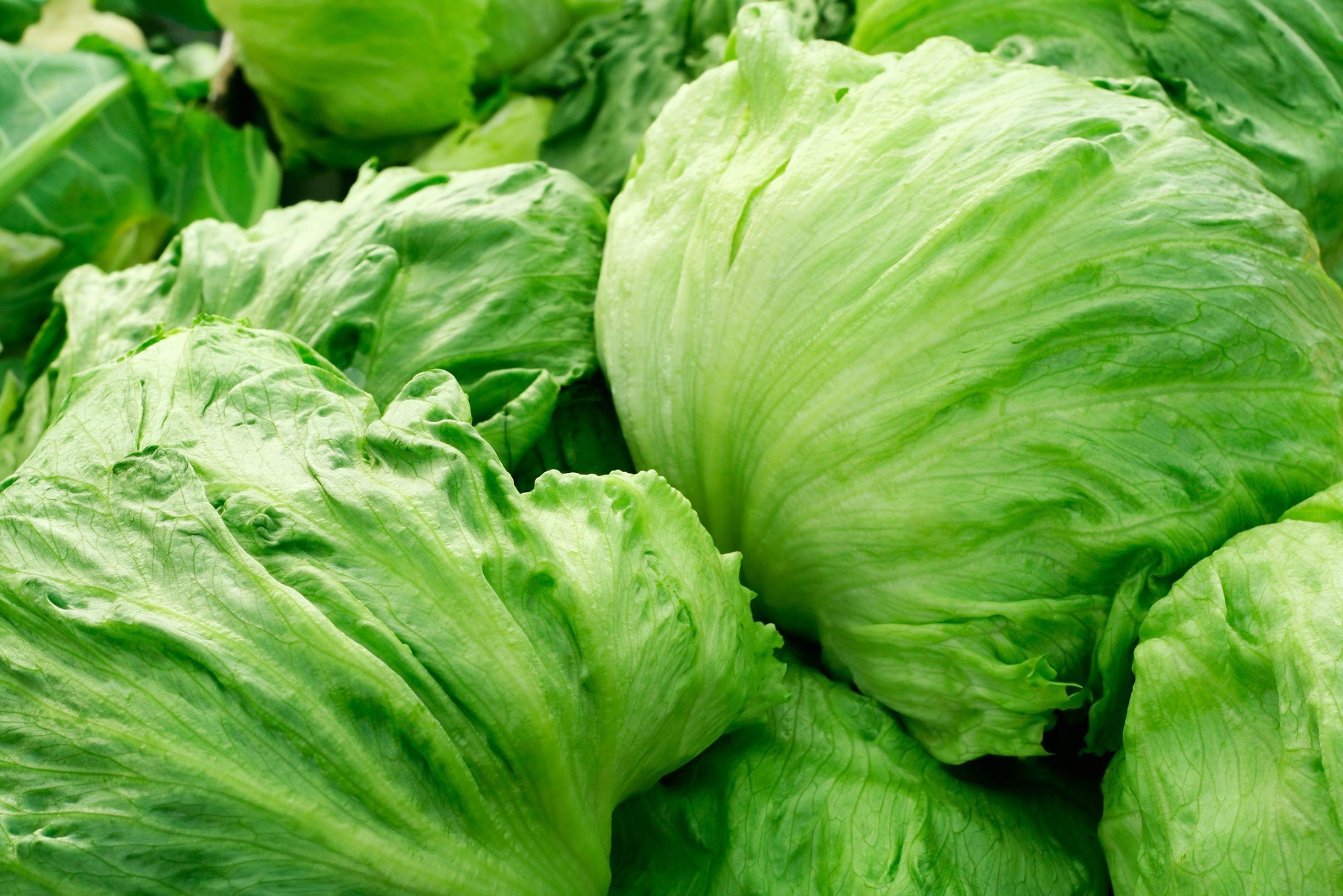 green lettuce