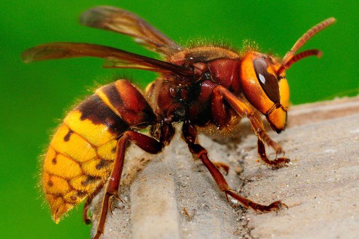 Dangerous-Bugs-to-Watch-Out-for-This-Summer