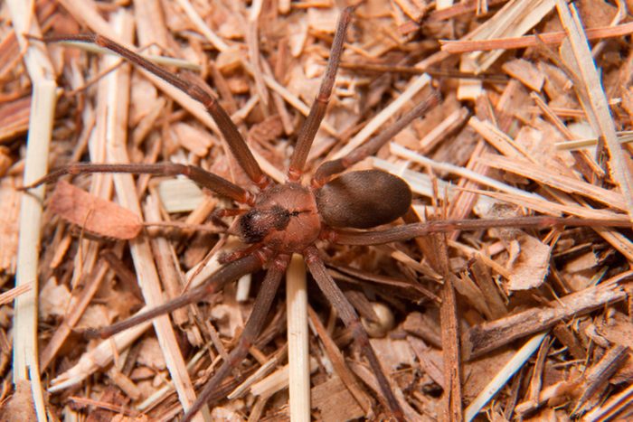 Dangerous-Bugs-to-Watch-Out-for-This-Summer