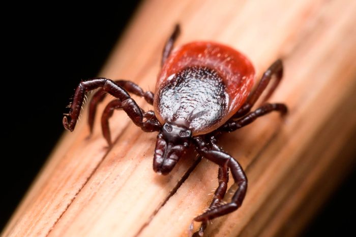 Dangerous-Bugs-to-Watch-Out-for-This-Summer