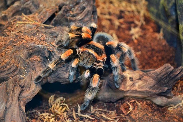 Dangerous-Bugs-to-Watch-Out-for-This-Summer