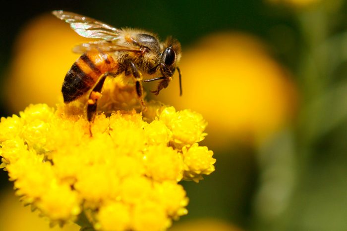 Dangerous-Bugs-to-Watch-Out-for-This-Summer