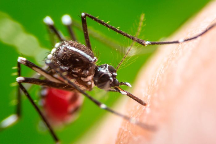 Dangerous-Bugs-to-Watch-Out-for-This-Summer