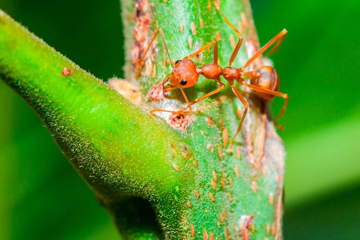 Dangerous-Bugs-to-Watch-Out-for-This-Summer