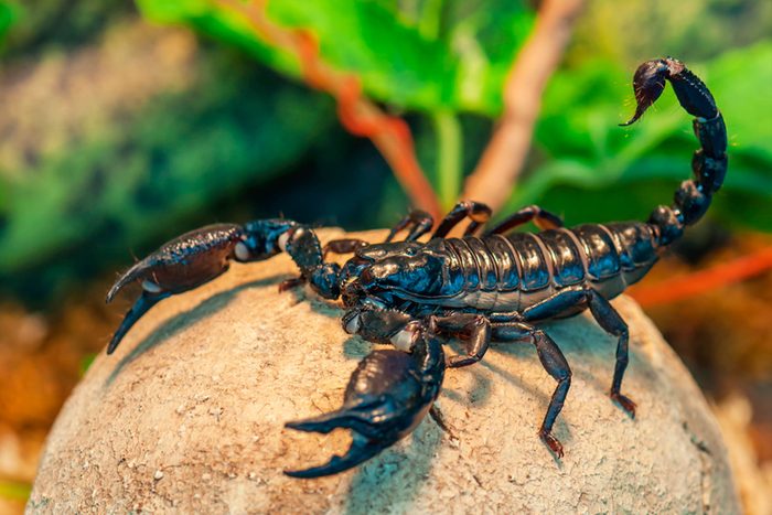 Dangerous-Bugs-to-Watch-Out-for-This-Summer