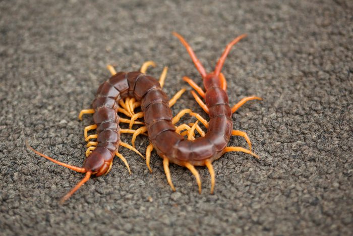 Dangerous-Bugs-to-Watch-Out-for-This-Summer