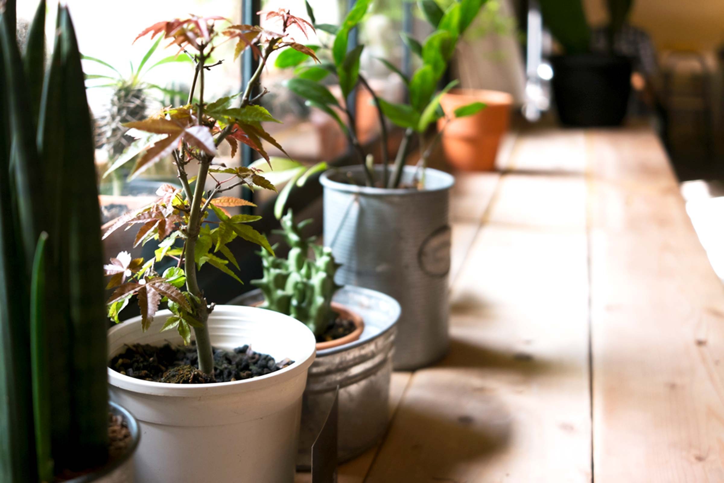 indoor plants on a windowsill 