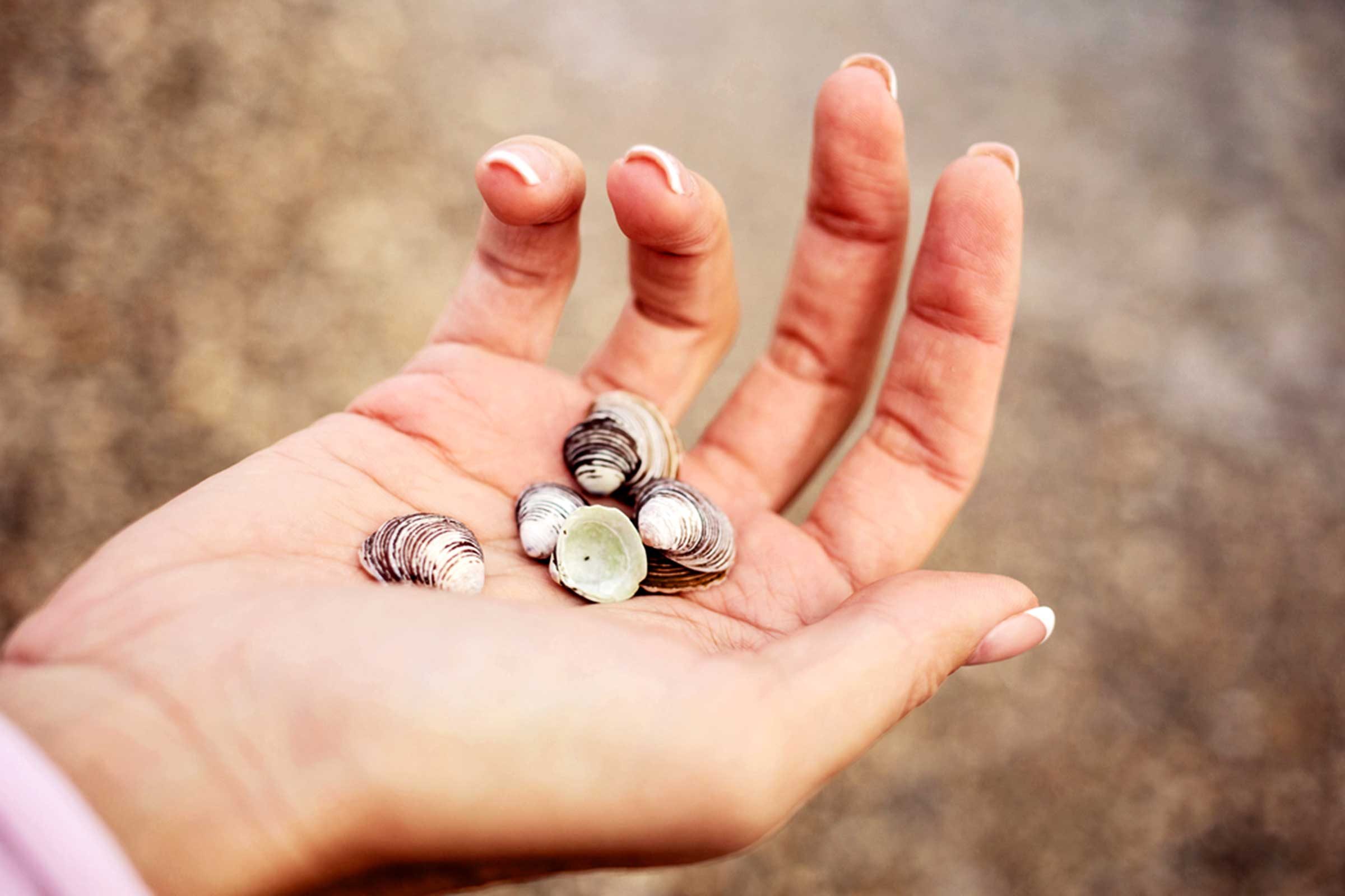 hand holding shells