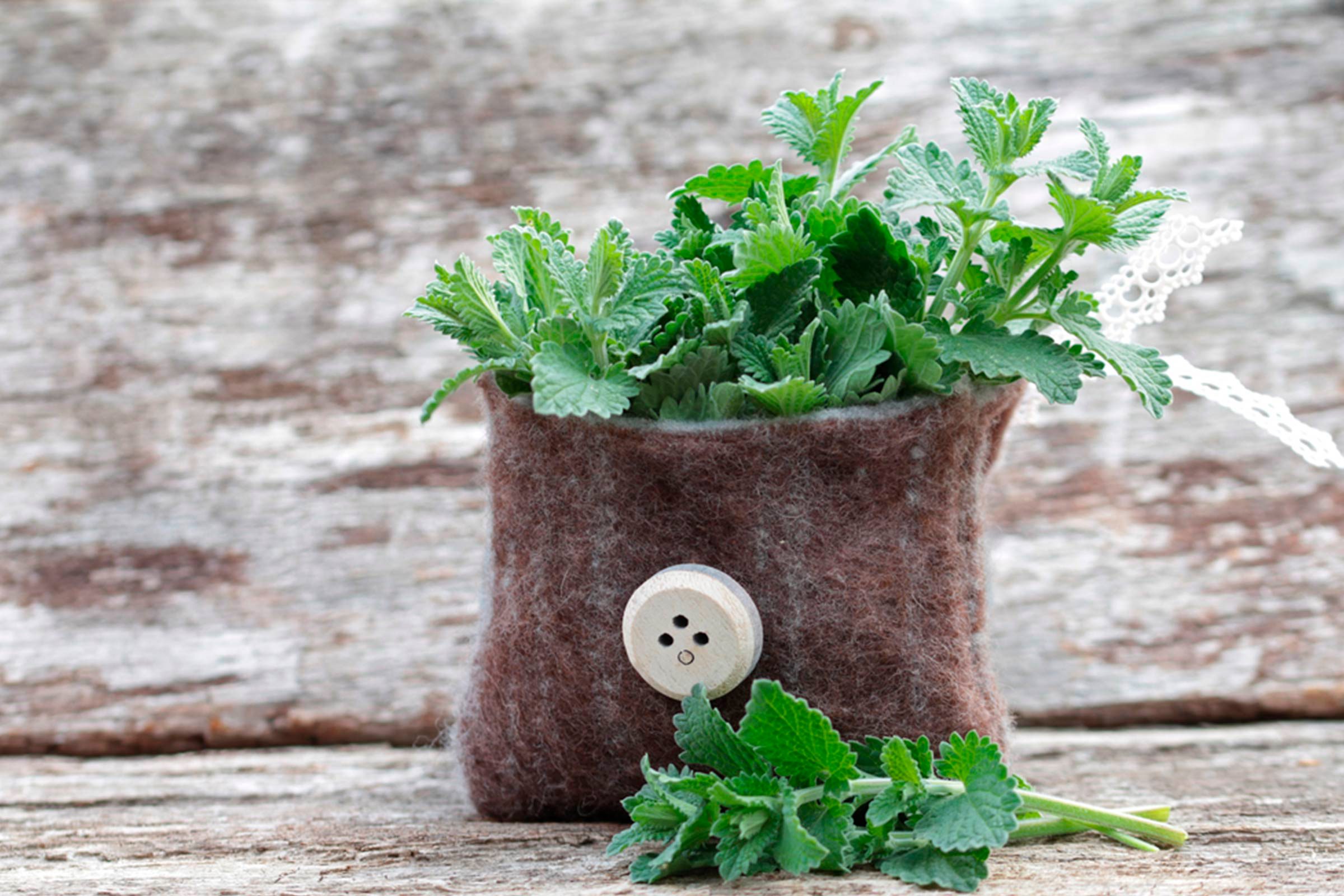 catnip stems in a felt bag