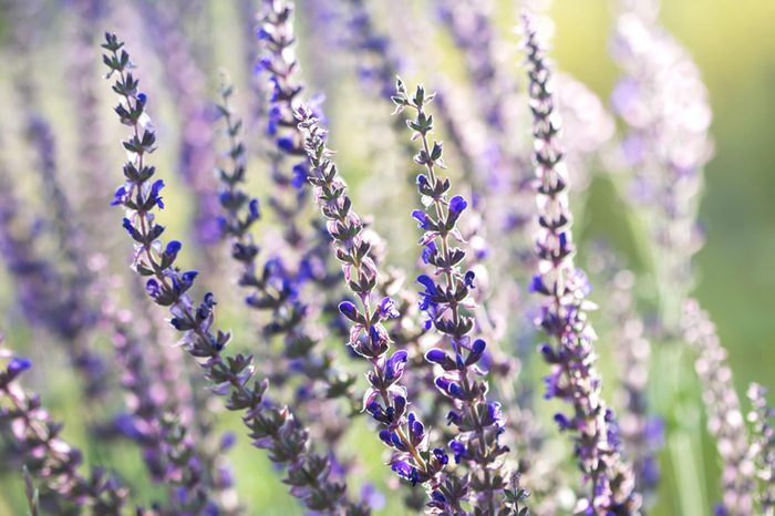 clary sage flowers in a field