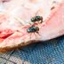 The Gross Truth About What Happens When a Fly Lands in Your Food