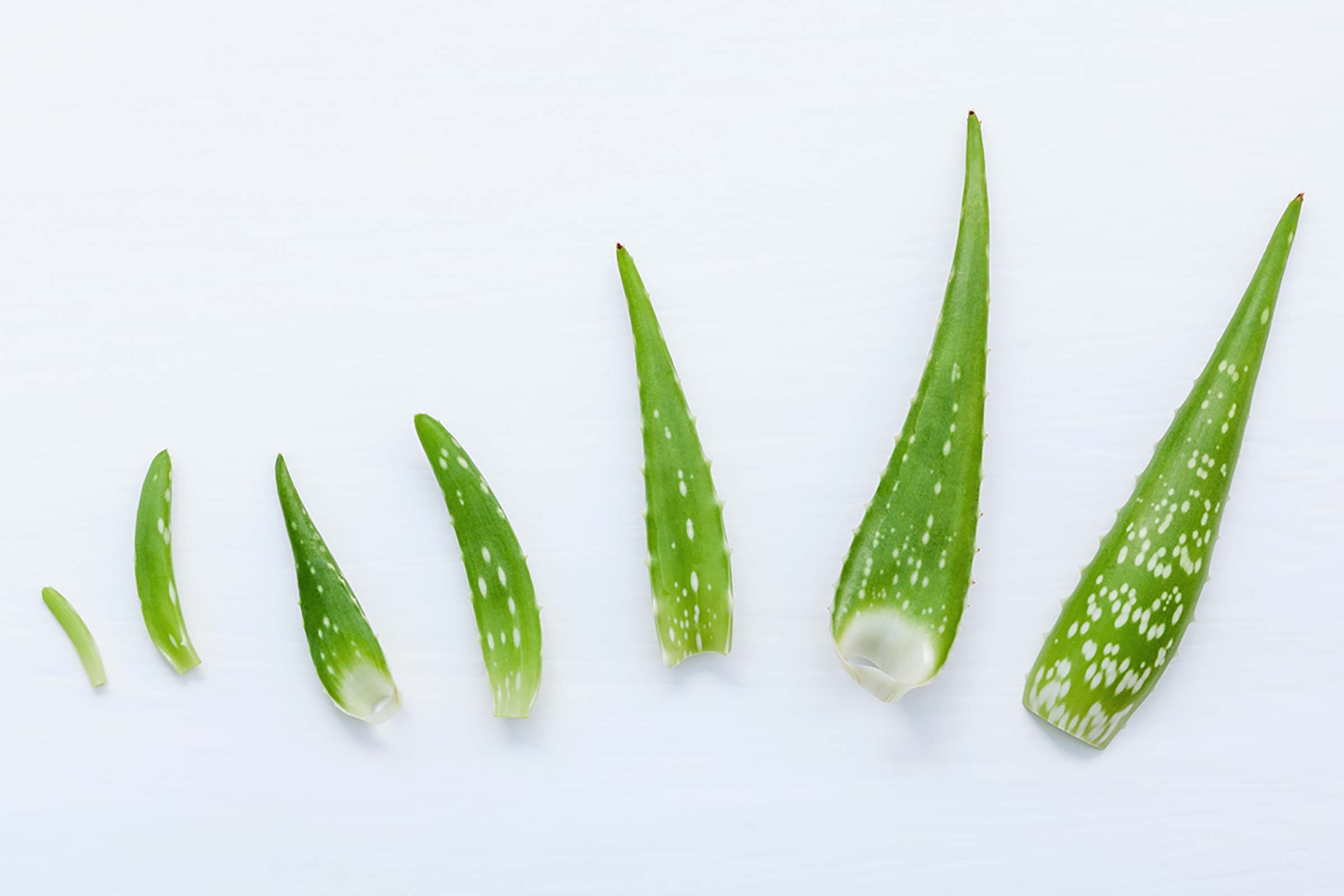 aloe vera fronds on a white background