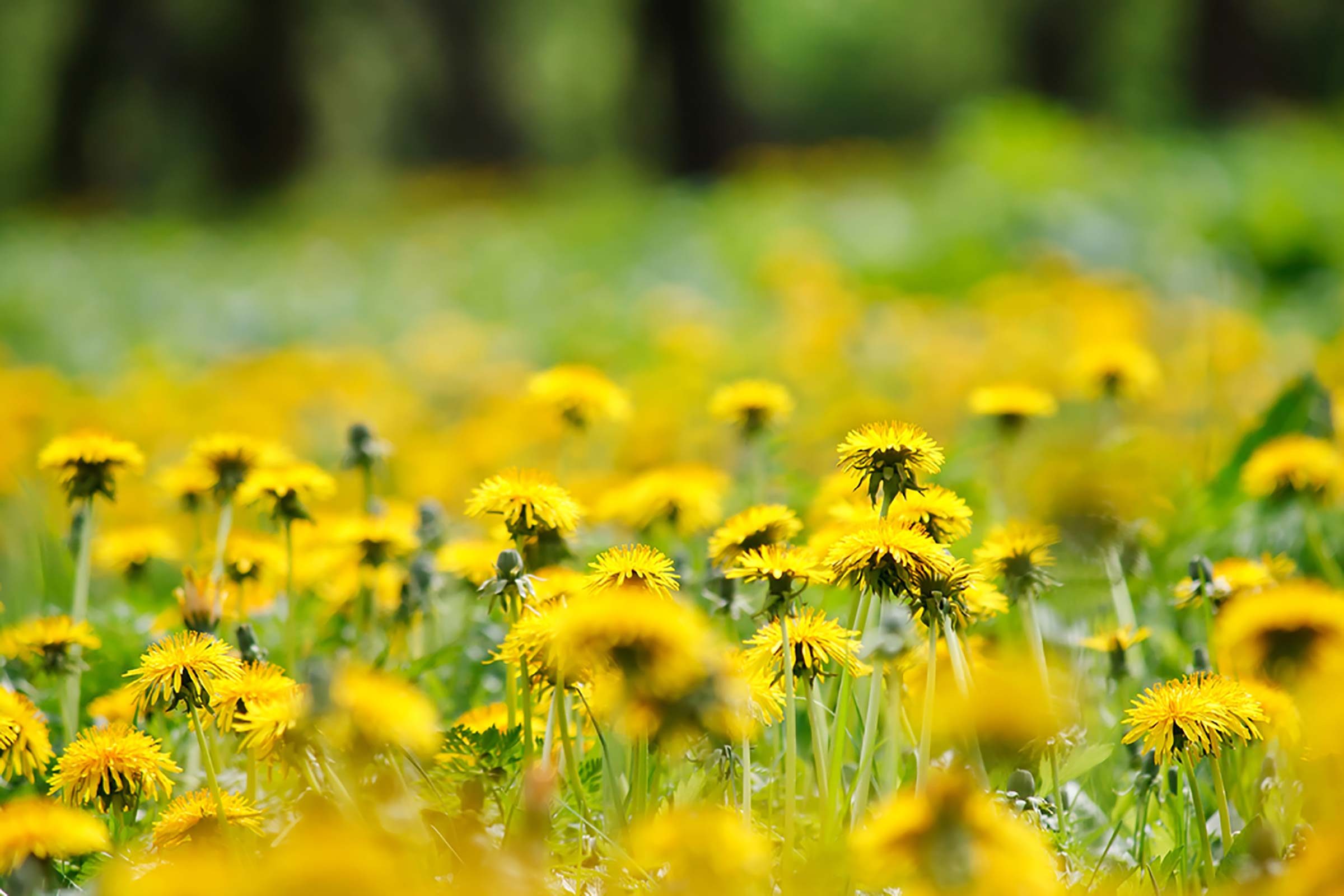 field of dandelions