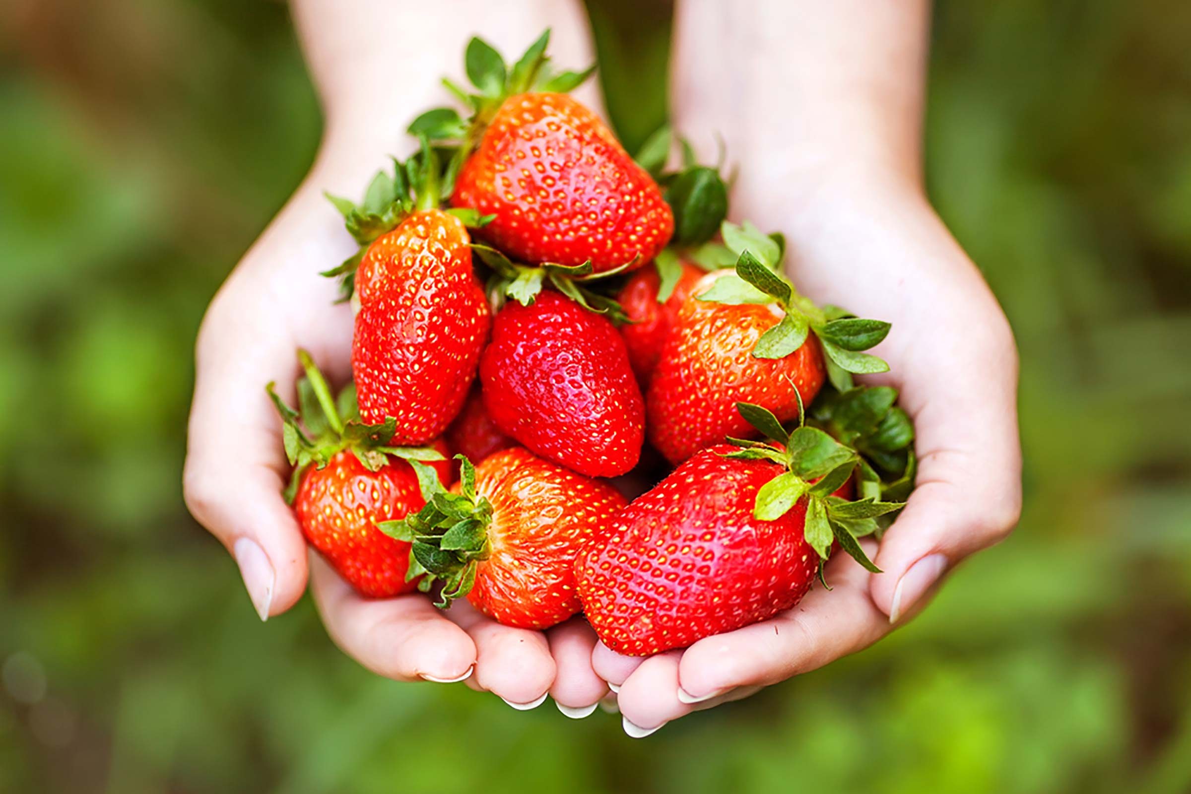 Two hands holding strawberries