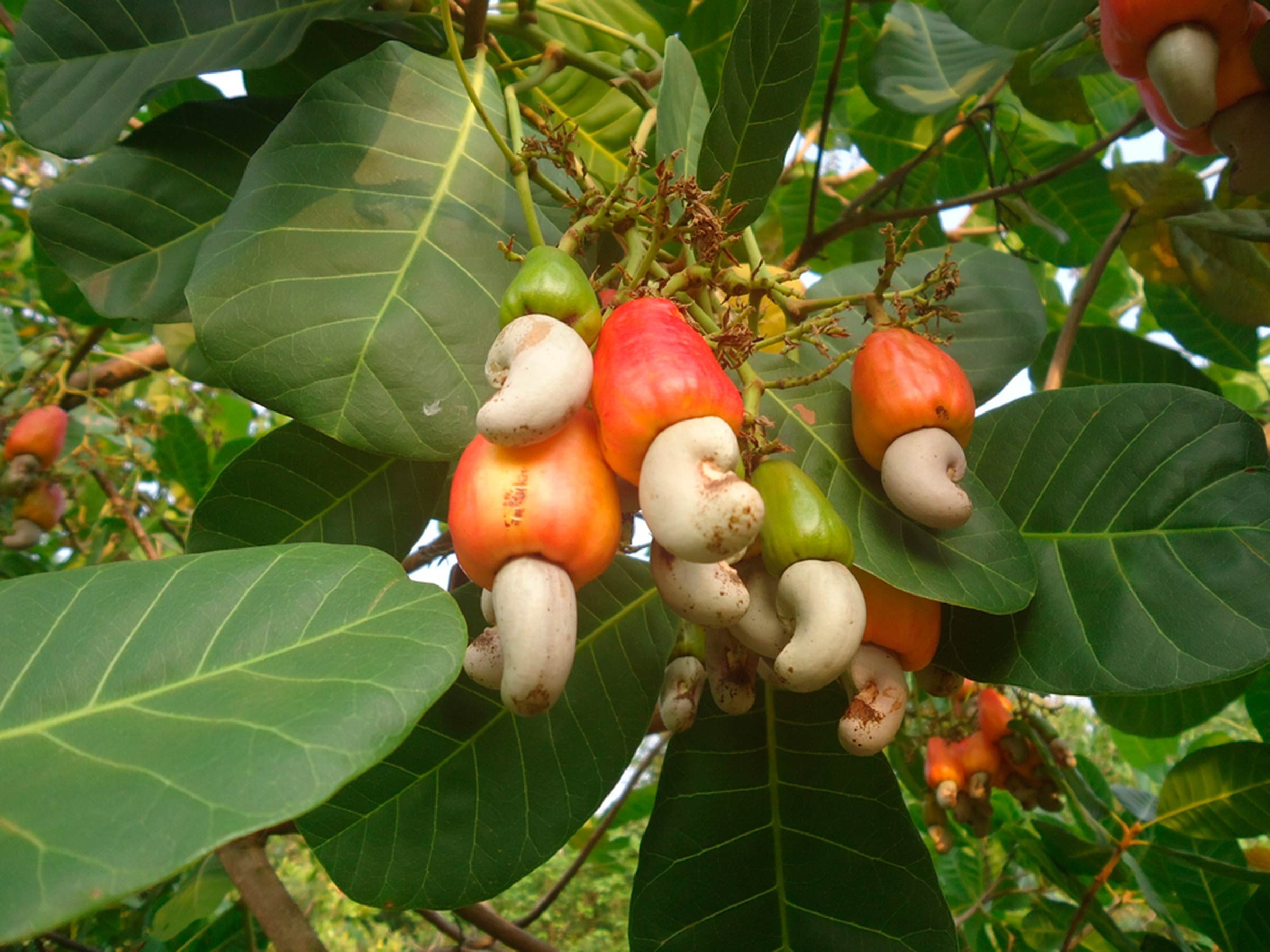 Cashew tree