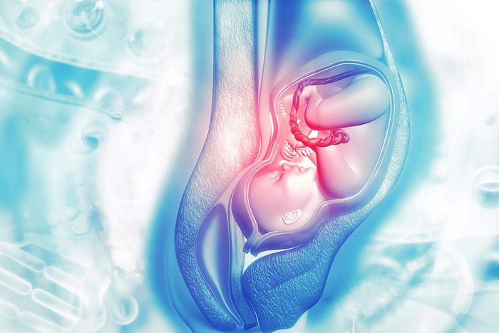 illustration of a fetus in utero