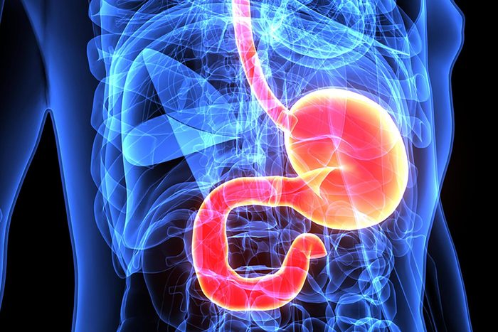 illustration of digestive system