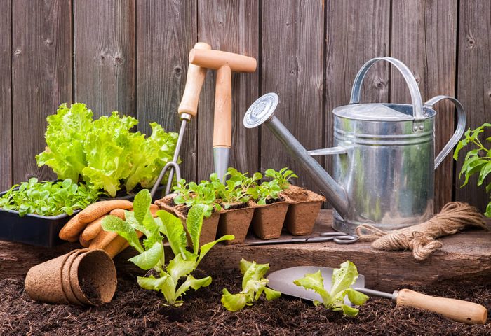Seedlings of lettuce with gardening tools outside the potting shed