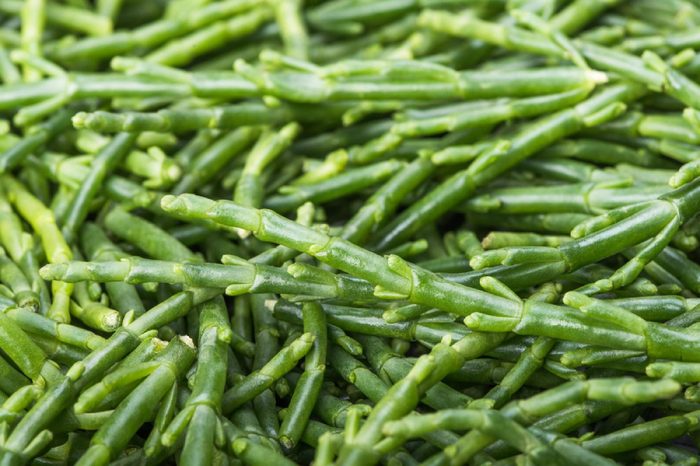 Sea asparagus close-up--Salicornia