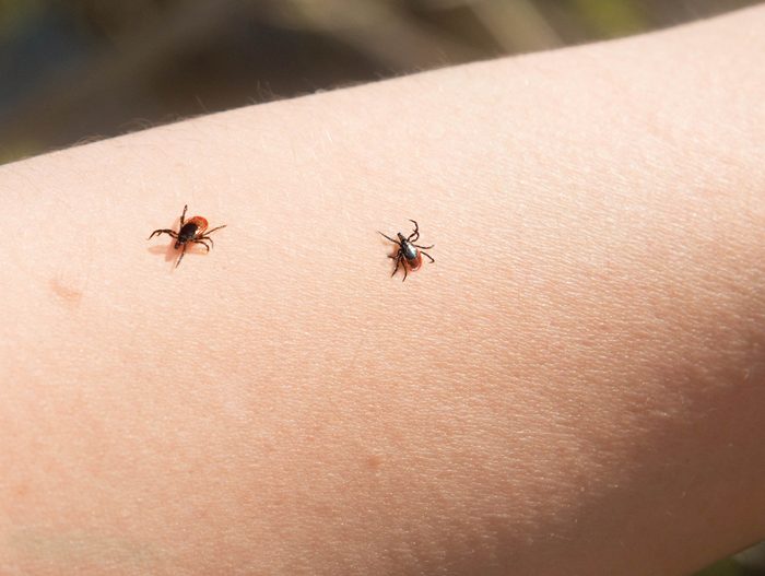 two ticks crawling on skin