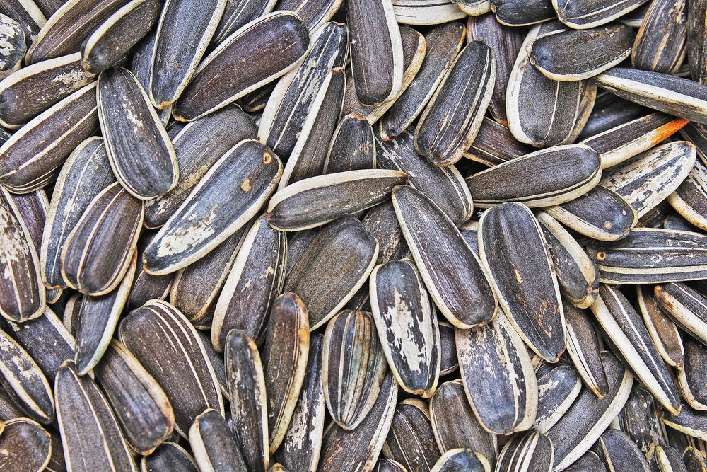 Sunflower seeds. Sunflower seed texture as background. Black and white roasted organic seeds. Food photography in studio.