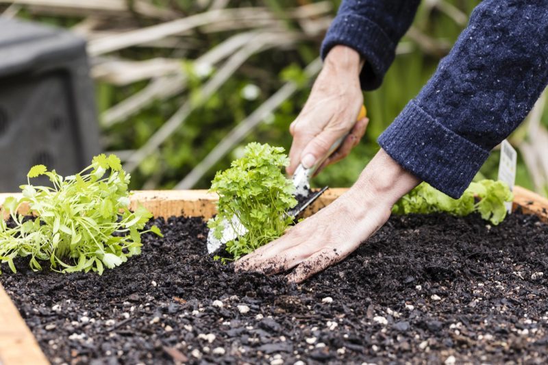 Spring Planting/ planting organic seedlings in a raised garden bed