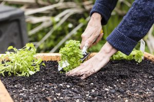Spring Planting/ planting organic seedlings in a raised garden bed