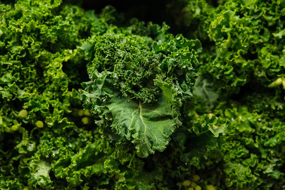 Food background - Brassica oleracea or kale juicy leaves