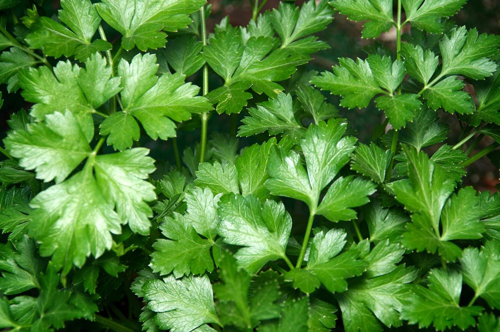 parsley plant