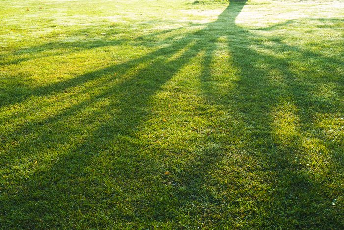 shade of a tree branches on turf grass in park