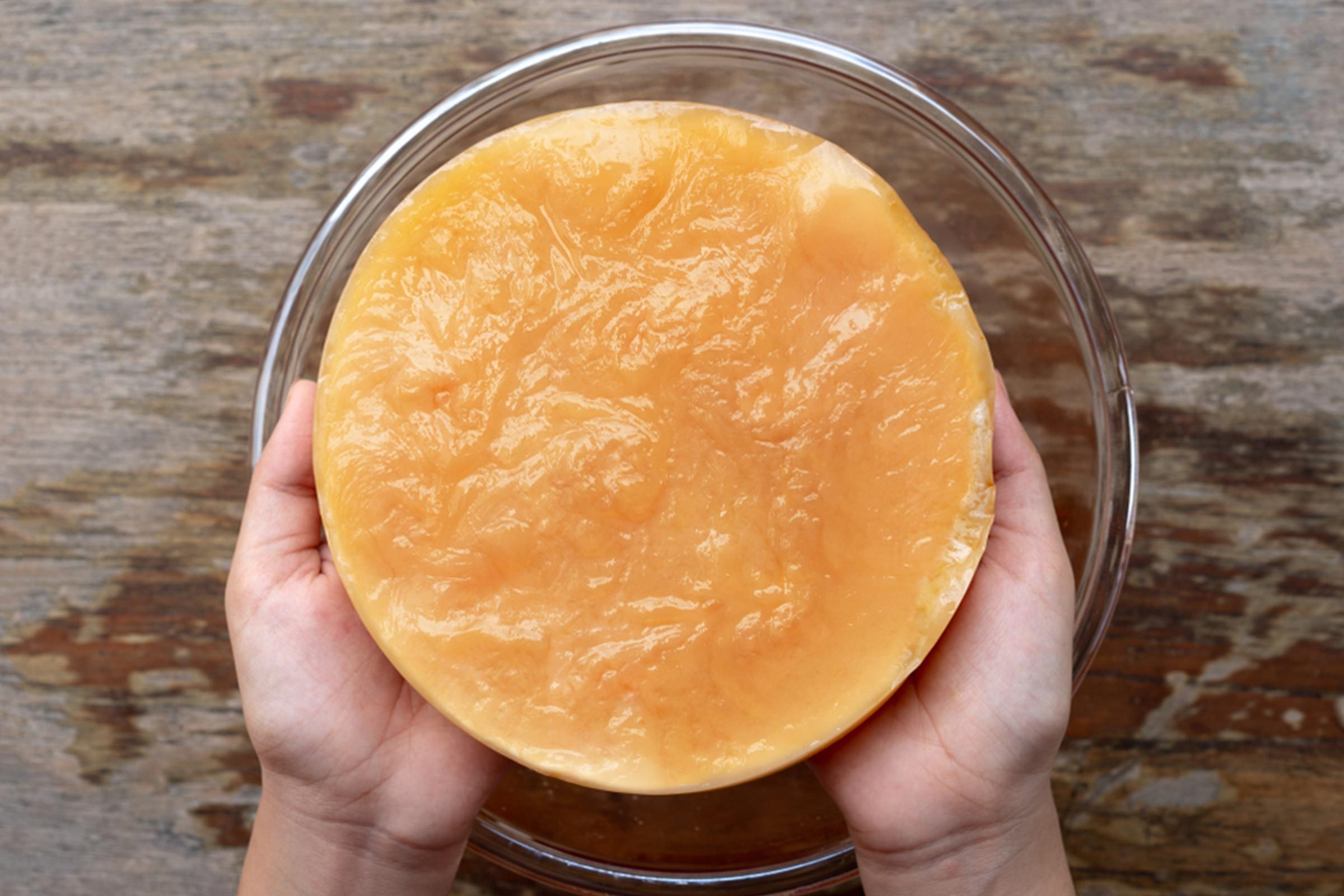 person holding kombucha culture
