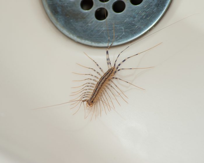 House centipede looking for food