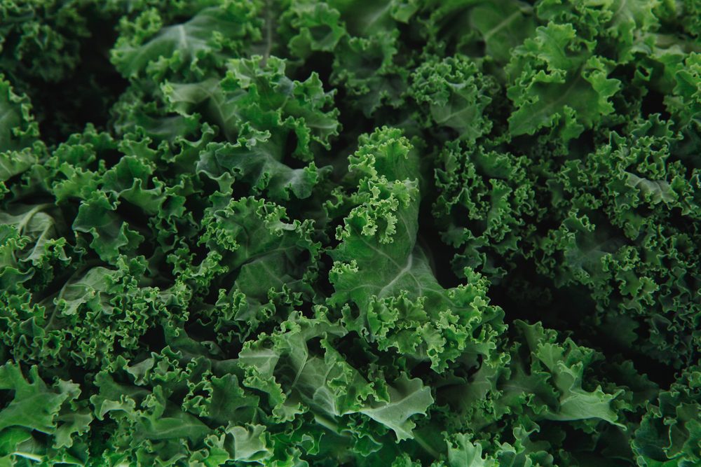 fresh raw green kale packed in plastic box ready to sell isolated over white background