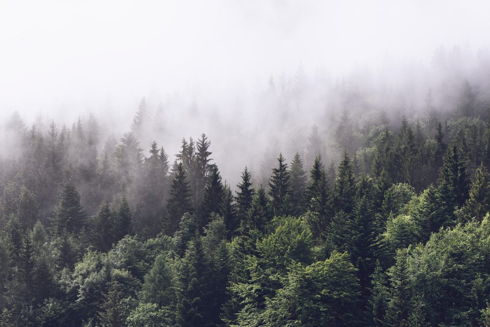 Forested mountain slope in low lying cloud with the evergreen conifers shrouded in mist in a scenic landscape view