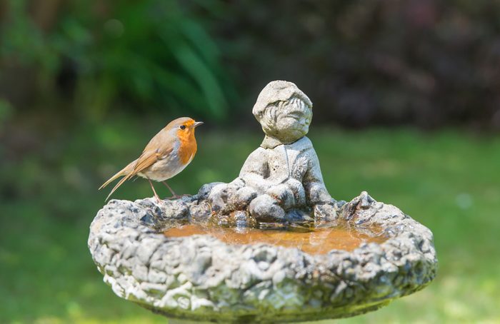 robin in bird bath