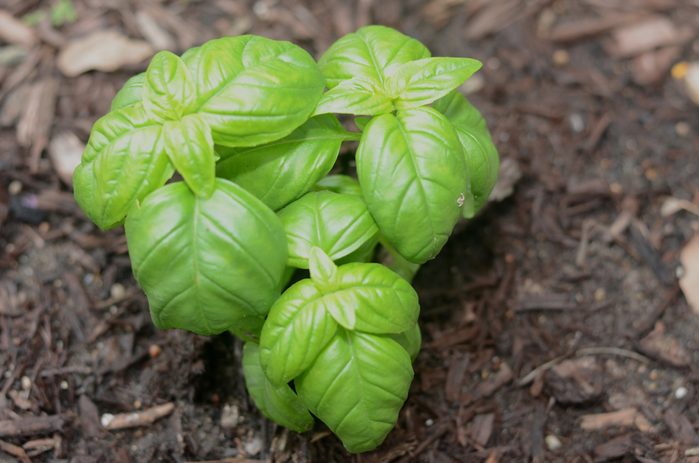 basil plant
