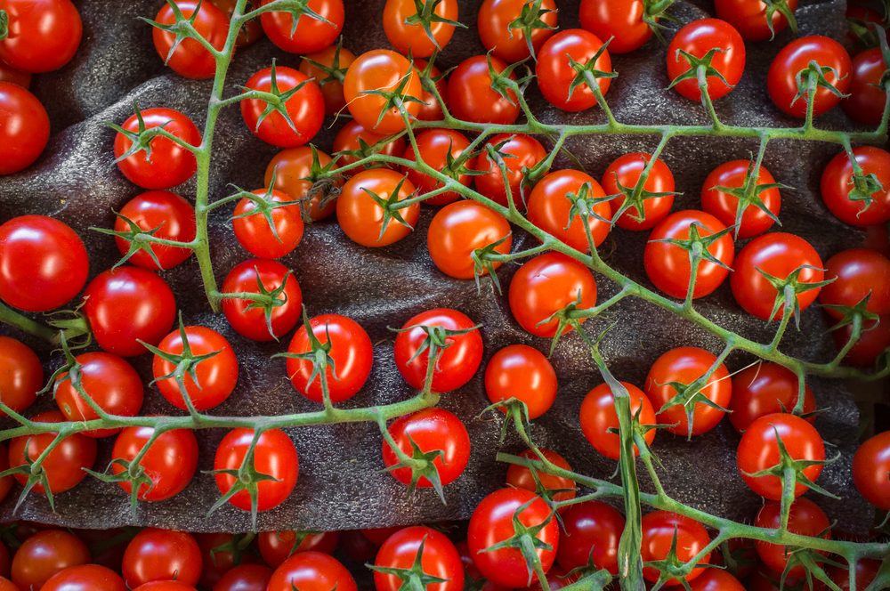 Fresh organic grape tomatoes on the vine background