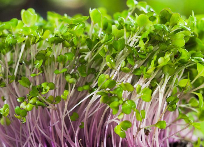 microgreen field, Group of green and purple sprouts growing out from soil, baby vegetables in sunshine.