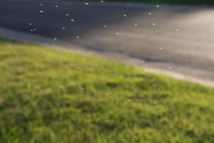 gnats flying around
